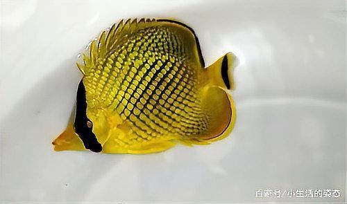 金菠蘿魚好吃嗎