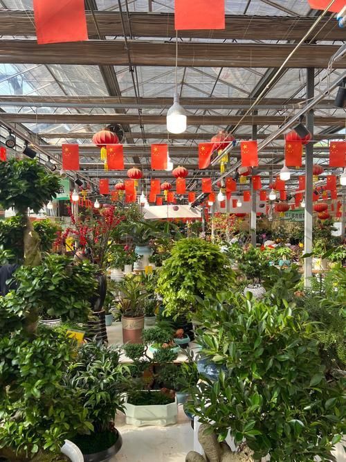 遼陽萬隆花鳥魚市場圖片 遼陽萬隆花鳥魚市場圖片 龍魚百科 第5張