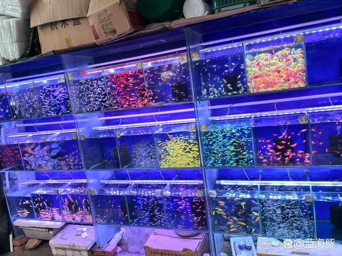 遼陽萬隆花鳥魚市場圖片 遼陽萬隆花鳥魚市場圖片 龍魚百科 第9張