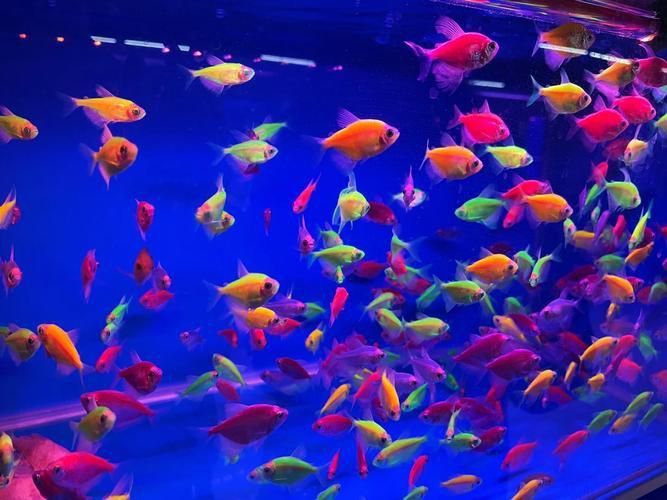 遼陽萬隆花鳥魚市場圖片 遼陽萬隆花鳥魚市場圖片 龍魚百科 第10張