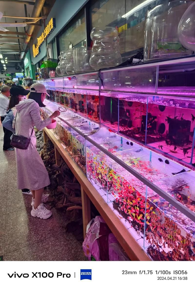 遼陽萬隆花鳥魚市場圖片 遼陽萬隆花鳥魚市場圖片 龍魚百科 第15張