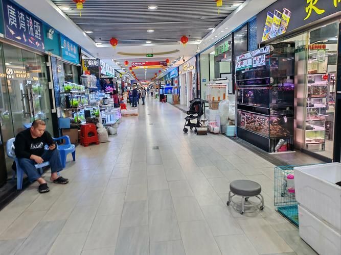 遼陽萬隆花鳥魚市場圖片 遼陽萬隆花鳥魚市場圖片 龍魚百科 第13張