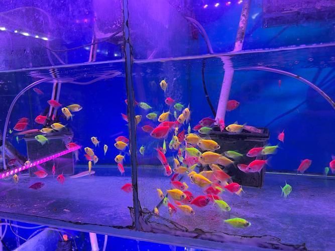 遼陽萬隆花鳥魚市場圖片 遼陽萬隆花鳥魚市場圖片 龍魚百科 第17張