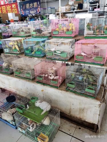 遼陽萬隆花鳥魚市場圖片 遼陽萬隆花鳥魚市場圖片 龍魚百科 第18張