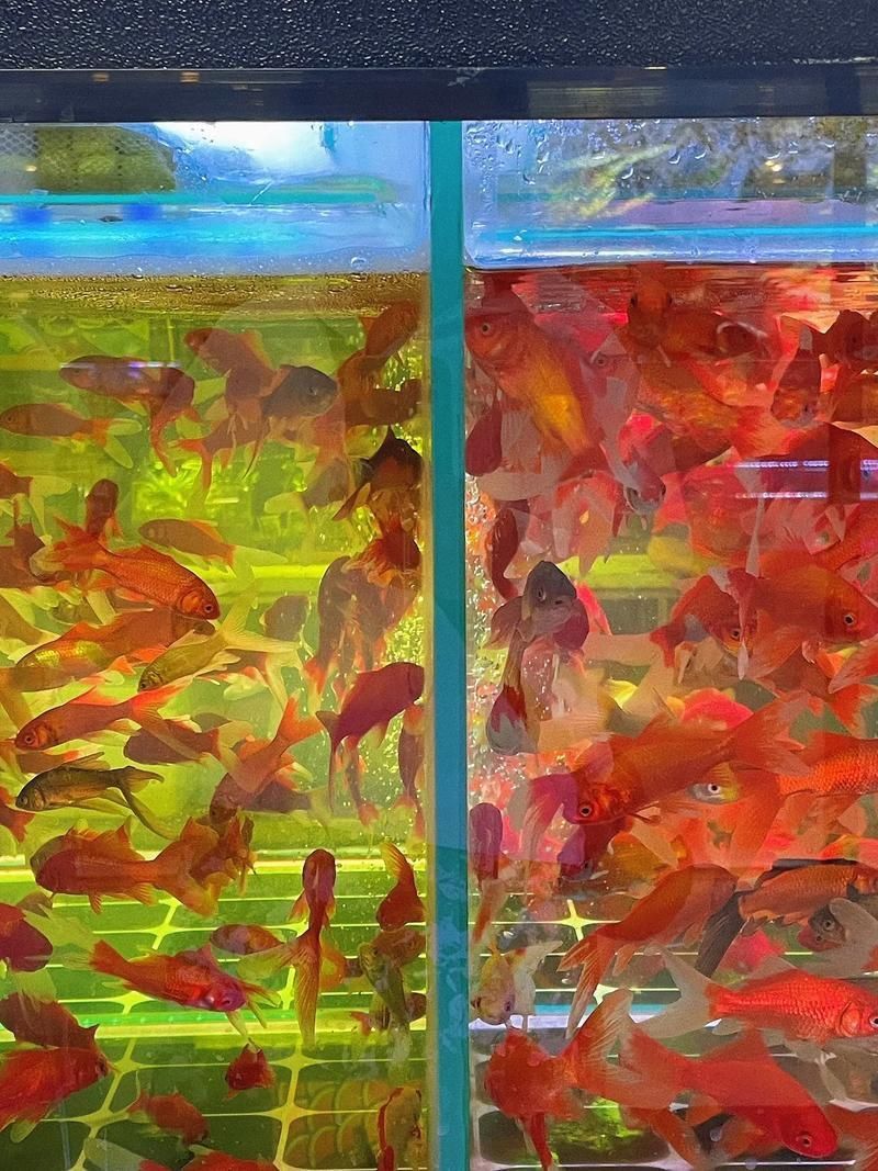 遼陽萬隆花鳥魚市場圖片 遼陽萬隆花鳥魚市場圖片 龍魚百科 第23張