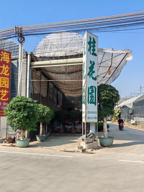 遼陽萬隆花鳥魚市場圖片 遼陽萬隆花鳥魚市場圖片 龍魚百科 第22張