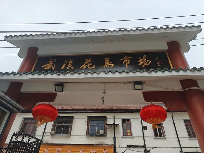 遼陽萬隆花鳥魚市場圖片 遼陽萬隆花鳥魚市場圖片 龍魚百科 第20張