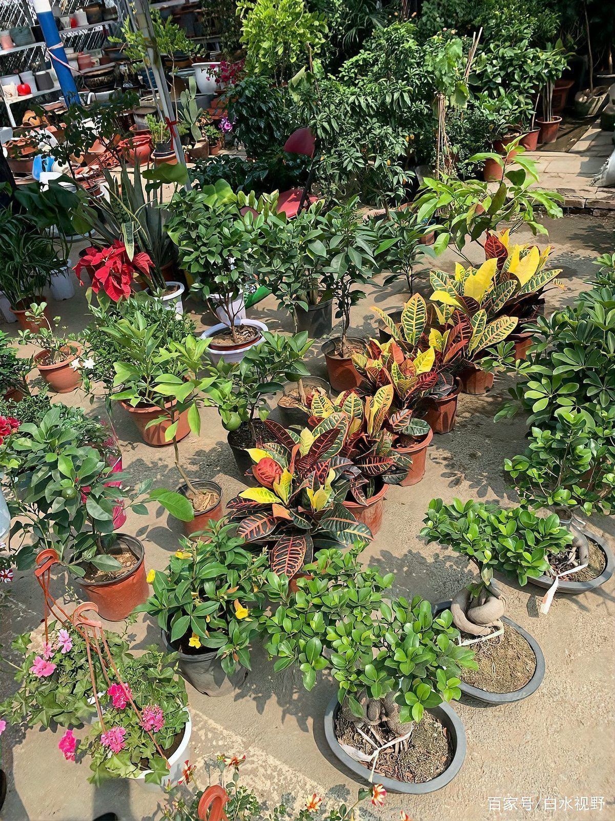 遼陽萬隆花鳥魚市場圖片 遼陽萬隆花鳥魚市場圖片 龍魚百科 第25張