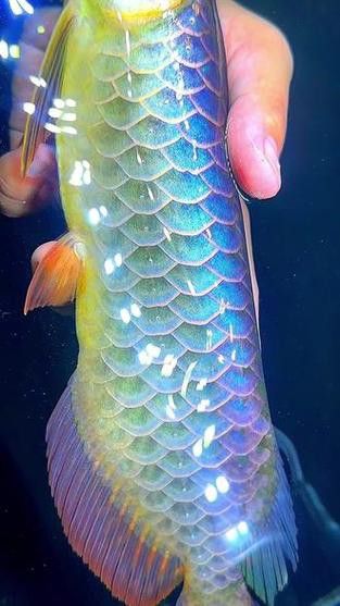 五彩金龍魚圖片大全