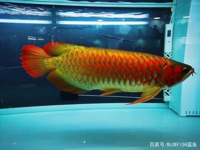 龍魚水流量大還是小（養(yǎng)龍魚的過程中，選擇合適的水流量是非常重要的）