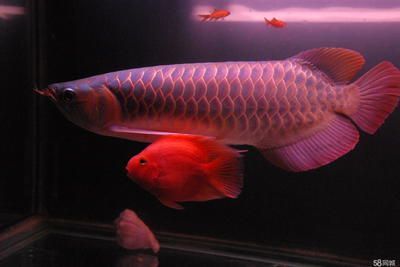 龍魚在一個角落不愛游？：為什么龍魚在一個角落不愛游動？