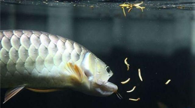養(yǎng)金龍魚的說(shuō)說(shuō)（養(yǎng)金龍魚的感受）