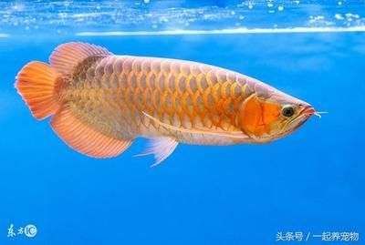 養(yǎng)金龍魚的說(shuō)說(shuō)（養(yǎng)金龍魚的感受）