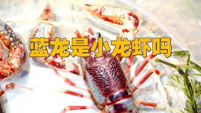 藍龍龍蝦