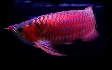 養(yǎng)龍魚(yú)10大忌：養(yǎng)龍魚(yú)時(shí)需要注意的十大忌諱