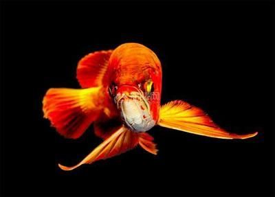 養(yǎng)龍魚(yú)10大忌：養(yǎng)龍魚(yú)時(shí)需要注意的十大忌諱
