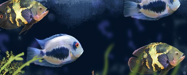 黑云魚能和龍魚混養嗎：黑云魚可以和龍魚混養嗎？