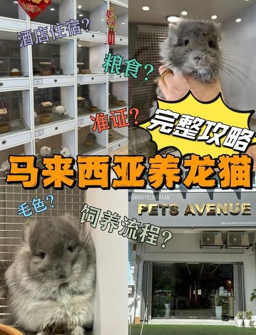 哪些品種的貓適合與龍貓共養？