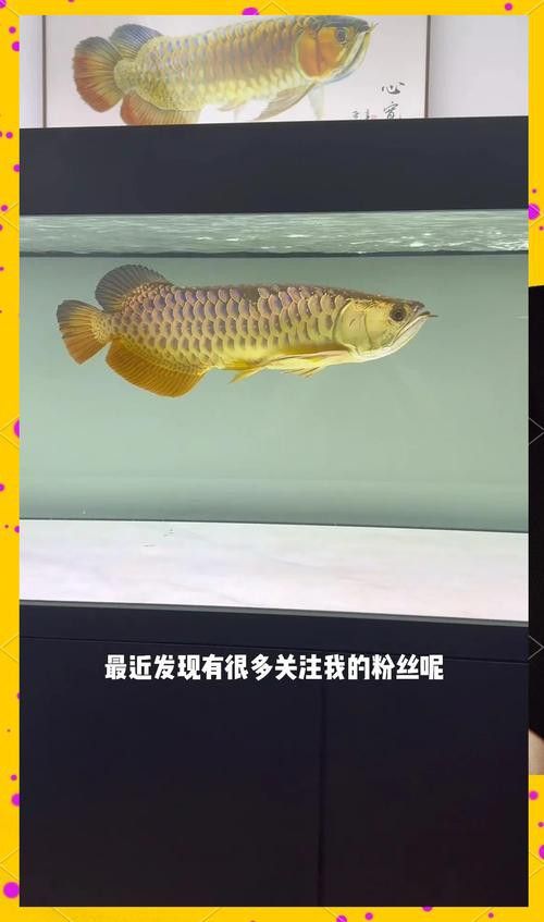 混養龍魚養幾條比較好養的 龍魚百科 第5張 混養龍魚養幾條比較好養的 混養龍魚養幾條比較好養的 龍魚百科 第5張