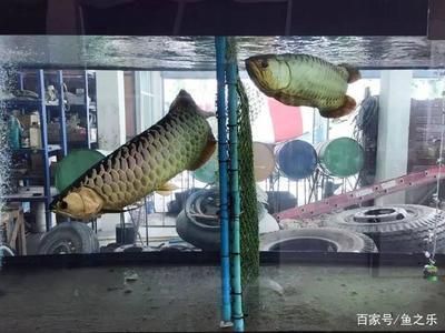 過背金龍魚挑選（如何挑選一條好的過背金龍魚） 過背金龍魚挑選（如何挑選一條好的過背金龍魚） 龍魚百科 第3張