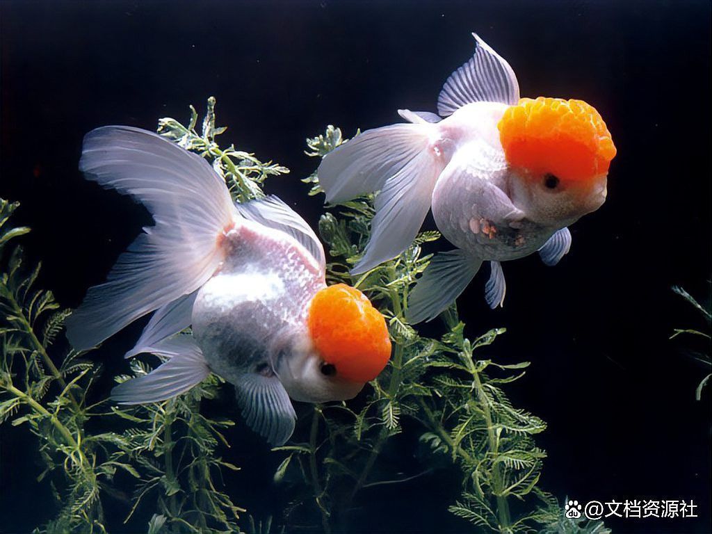 哪些藥物可以有效預防龍魚感染？