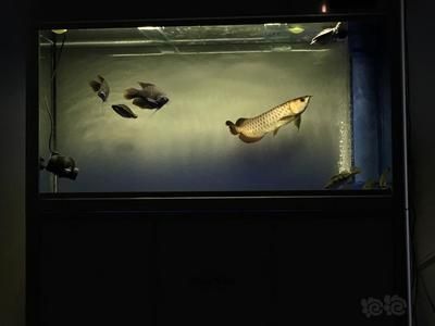 龍魚撞缸死的征兆（龍魚撞缸死亡可能由多種因素引起） 龍魚撞缸死的征兆（龍魚撞缸死亡可能由多種因素引起） 龍魚百科 第3張