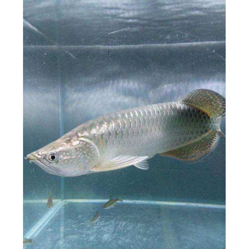龍魚是淡水還是海水養殖的：關于龍魚淡水養殖的一些事項