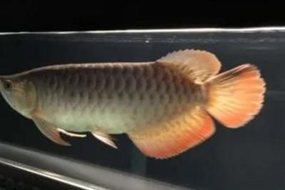 龍魚呼吸急促有點(diǎn)浮頭：龍魚呼吸急促浮頭怎么辦 龍魚呼吸急促有點(diǎn)浮頭：龍魚呼吸急促浮頭怎么辦 龍魚百科 第1張
