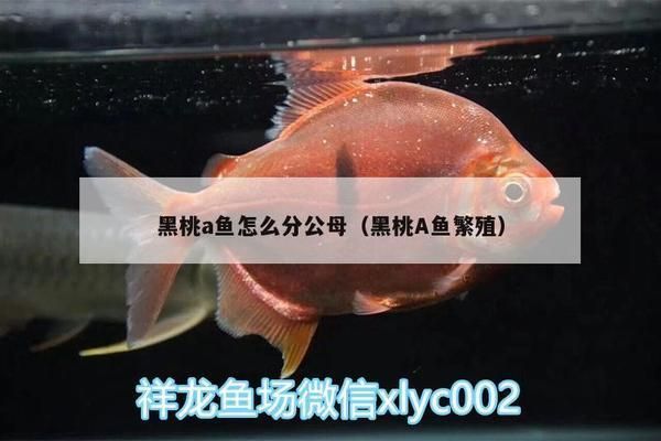 黑桃A魚繁殖環境布置要點，黑桃a魚的繁殖環境布置