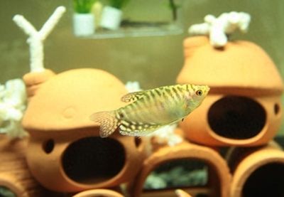 龍魚鰭尾好壞的判斷標準（在評估龍魚鰭尾的好壞時） 龍魚鰭尾好壞的判斷標準（在評估龍魚鰭尾的好壞時） 龍魚百科 第5張