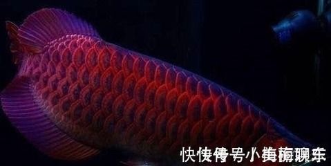 龍魚鰭尾好壞的判斷標準（在評估龍魚鰭尾的好壞時） 龍魚鰭尾好壞的判斷標準（在評估龍魚鰭尾的好壞時） 龍魚百科 第3張