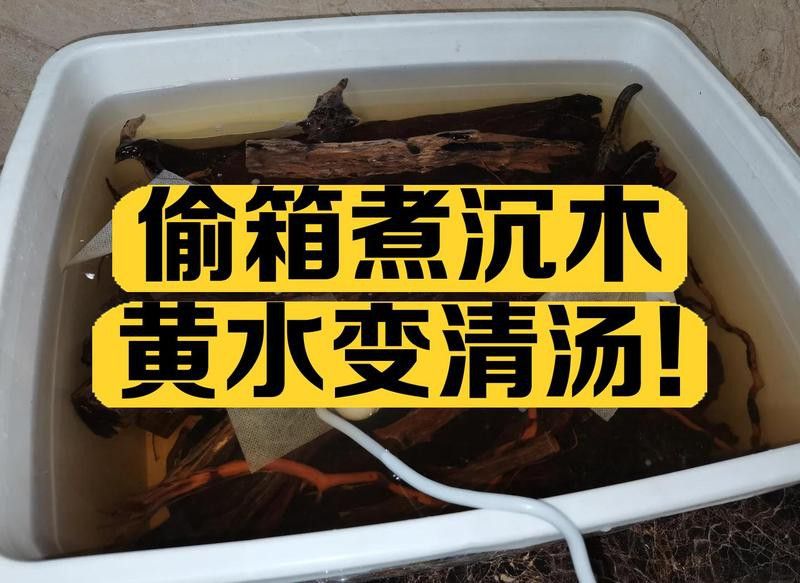 如何為龍魚提供躲避空間？ 如何為龍魚提供躲避空間？ 龍魚百科 第4張