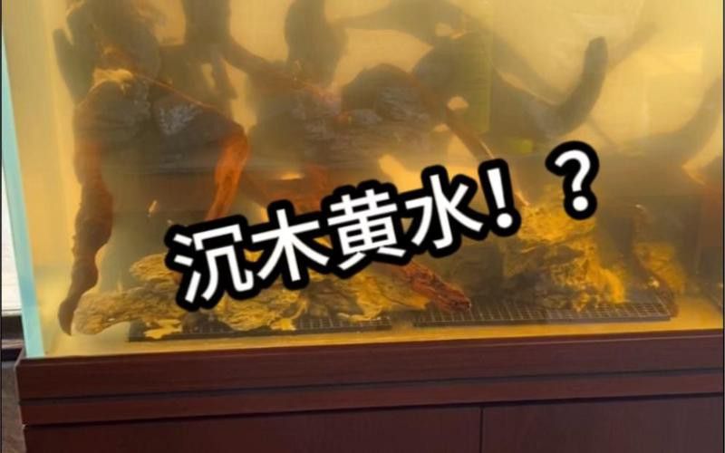 如何為龍魚提供躲避空間？ 如何為龍魚提供躲避空間？ 龍魚百科 第6張