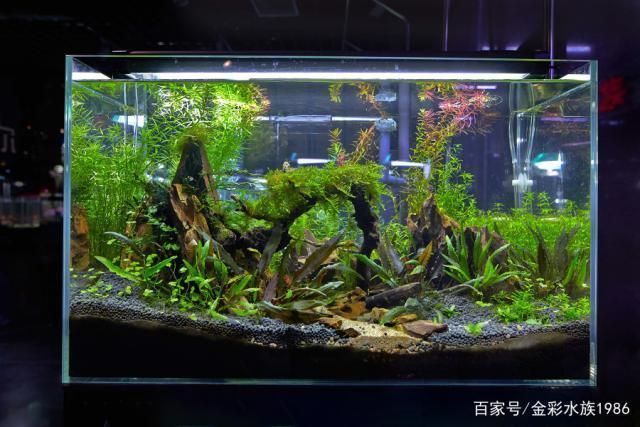 龍魚缸過濾系統(tǒng)哪些好：如何選擇龍魚缸過濾系統(tǒng) 龍魚缸過濾系統(tǒng)哪些好：如何選擇龍魚缸過濾系統(tǒng) 龍魚百科 第1張