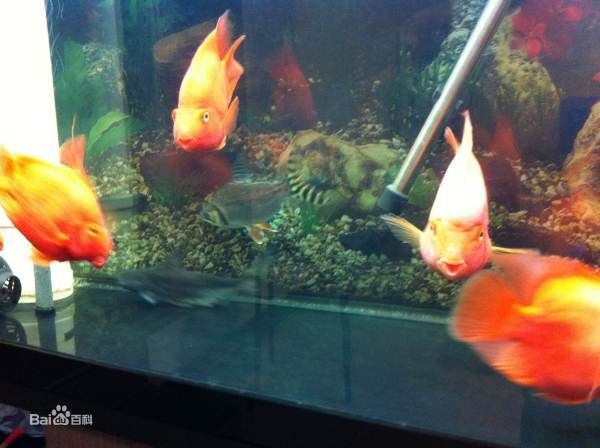 飛鳳魚能和龍魚混養嗎：飛鳳魚可以和龍魚混養嗎