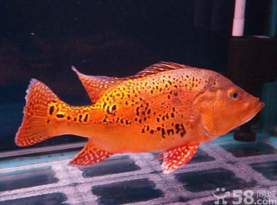 巴西亞和金龍魚：金龍魚和巴西亞魚可以混養(yǎng)嗎？ 巴西亞和金龍魚：金龍魚和巴西亞魚可以混養(yǎng)嗎？ 龍魚百科 第3張