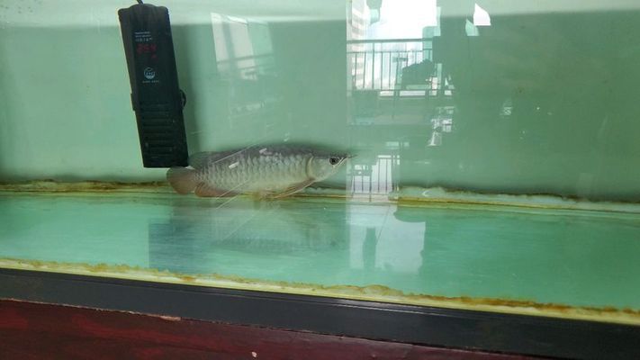 龍魚忽然趴缸了（如何判斷龍魚趴缸后食欲減退怎么辦）