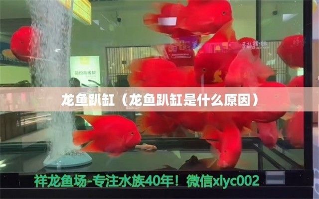 龍魚忽然趴缸了（如何判斷龍魚趴缸后食欲減退怎么辦）