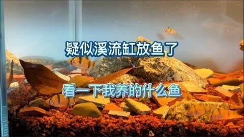 雷龍魚可以跟虎魚混養嗎圖片