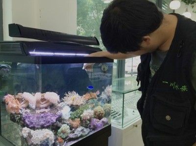 龍魚缸養海水魚：在龍魚缸中飼養海水魚的最佳方法,海水魚與淡水魚的區別 龍魚缸養海水魚：在龍魚缸中飼養海水魚的最佳方法,海水魚與淡水魚的區別 龍魚百科 第1張