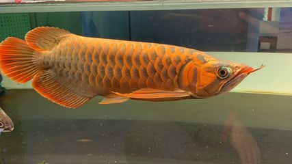 為啥龍魚不好看還那么貴：為什么龍魚的價格那么昂貴？ 為啥龍魚不好看還那么貴：為什么龍魚的價格那么昂貴？ 龍魚百科 第2張