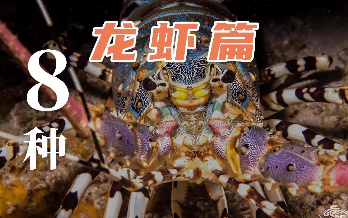 如何找到更多高清大龍蝦圖片？