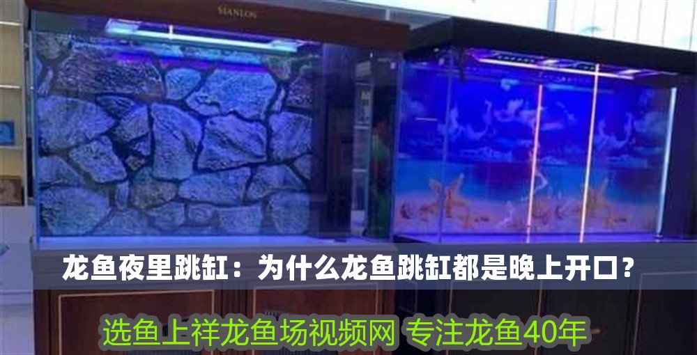 龍魚夜里跳缸：為什么龍魚跳缸都是晚上開口？ 龍魚夜里跳缸：為什么龍魚跳缸都是晚上開口？ 龍魚百科 第1張