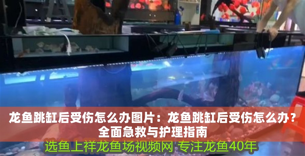 龍魚跳缸后受傷怎么辦圖片：龍魚跳缸后受傷怎么辦？全面急救與護理指南