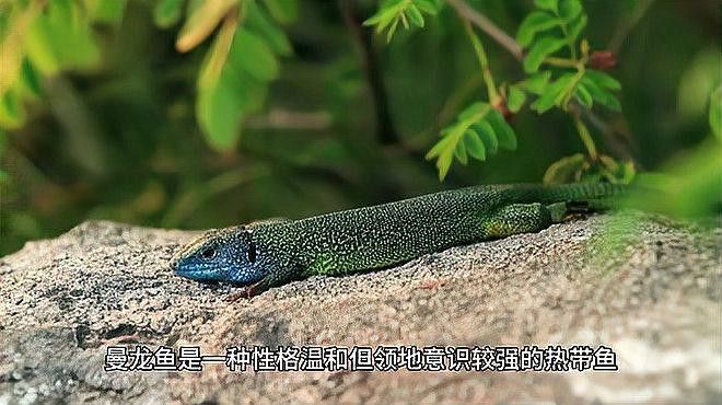 藍曼龍魚可以和什么魚一起養