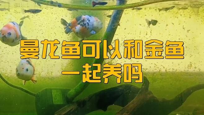 藍曼龍魚可以和什么魚一起養