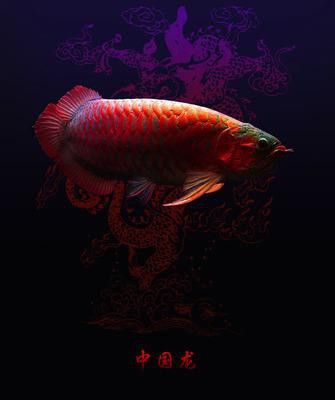紅龍魚圖片大全大圖霸氣頭像高清動漫
