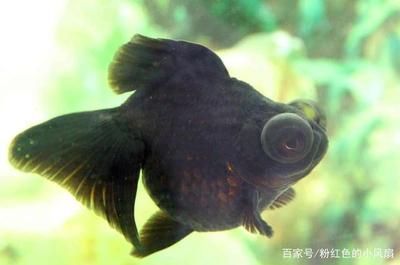 家里養的金龍魚壽命多長【如何延長家養金龍魚的壽命】 家里養的金龍魚壽命多長【如何延長家養金龍魚的壽命】 龍魚百科 第5張