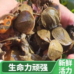 廣州同和街道龍魚批發市場怎么走（廣州同和街道龍魚批發市場）