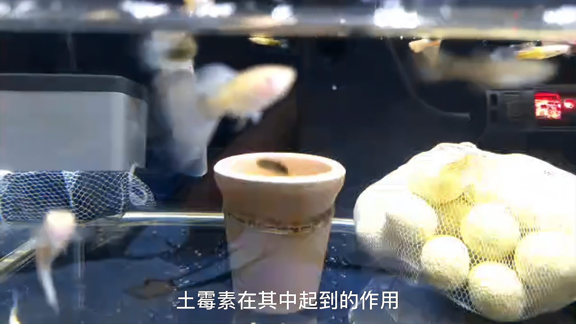 土霉素對(duì)錦鯉有副作用嗎？